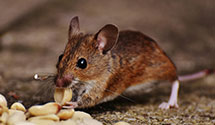 24 Hour & Emergency Exterminators in South Lorain, OH